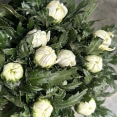 【53】生花　白菊　大菊　切り花　切り花　生け花　アレンジ　花束　ブーケ　10本のサムネイル