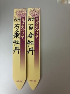 ミックスベリア 芍薬牡丹 百合牡丹 札のみ (苗はつきません)のサムネイル