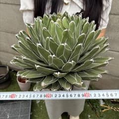 げ*ん様 652 アガベ ビクトリアレジーナ 笹ノ雪 極上斑 超大株 - メルカリ