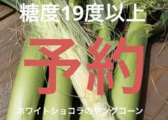 ホワイトショコラのヤングコーン　予約のサムネイル