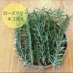 無農薬 フレッシュローズマリー ネコポス 枝 ハーブ ドライ用保湿なし