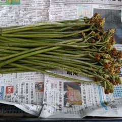 天然わらび400g　ネコポス　＊本日21時までのサムネイル