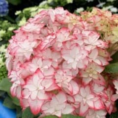 アジサイ ピンク ホワイト 覆輪苗のサムネイル