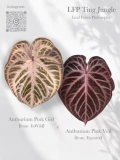 う*ー様 Anthurium Pink Girl × Pink Veil実生小苗 う*ー様 Anthurium Pink Girl × Pink Veil実生小苗 - メルカリ