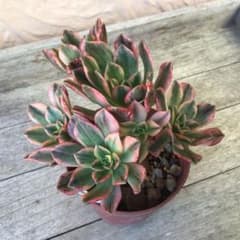 多肉植物 抜き苗 アエオニウム ブロンズメダル錦 ③ - メルカリ
