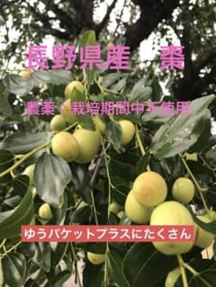 長野県産　生ナツメのサムネイル