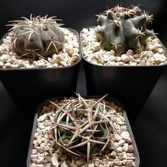 ギムノカリキウム 天平丸 フェロシオール フェロカクタス 短刺巨鷲玉 3