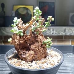 ケラリアピグマエア現地球発根済み。本日夕方16時まで限定価格です。のサムネイル