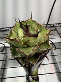 Agave titanota 'Iran Rose' - メルカリ