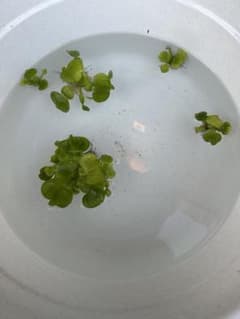 ひめホテイアオイのサムネイル