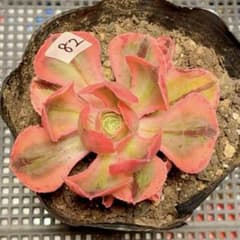 82#観葉植物ア工オニウム錦❤️レッド富士❤️青花瓷❤️1大頭2小頭