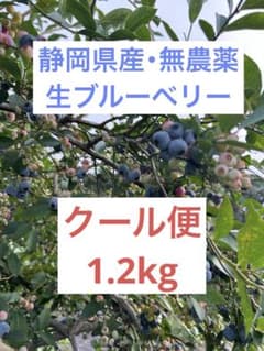 【静岡県産・無農薬】生ブルーベリー 1.2kgのサムネイル