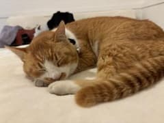 ぜっちゃん様専用のサムネイル