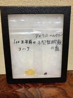 琥珀と恐竜歯化石のサムネイル