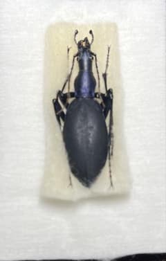 栃木県産ヒメマイマイカブリのサムネイル