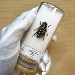 昆虫標本】シロスジコガネ ガラスケース入り - メルカリ