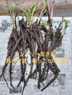 コンフリー抜き苗 株分け苗 根っこ10本前後 - メルカリ