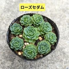 訳あり 出品朝9時まで ローズセダム カット苗 - メルカリ