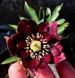 クリスマスローズ キラメキ チョコレート - メルカリ