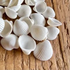 白い貝殻⭐︎50個　ホワイトシェル　ハンドメイドに