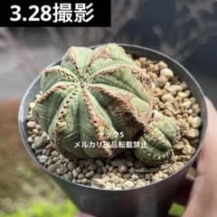 子吹きオベサ 美模様 ユーフォルビア ビンテージ オールド 木質 - メルカリ