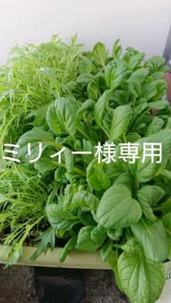 ミリィー様専用のサムネイル