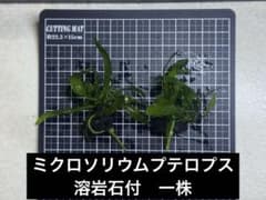 ミクロソリウムプテロプス　溶岩石付　一株のサムネイル
