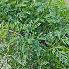 本日2/23収穫】ニンジン 人参の葉っぱ フレッシュ 250g 生葉 - メルカリ