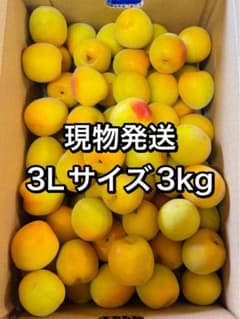 梅干しに最適‼️木熟南高梅 大玉小傷あり3Lサイズ 3kg みかんキング