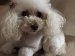 リッカ様 専用ページのサムネイル
