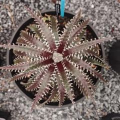 ディッキア Dyckia 'FKN-408'のサムネイル