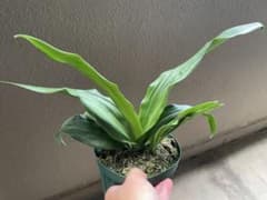 万年青 宗石　青葉　子株付き！ 鉢ごと発送のサムネイル