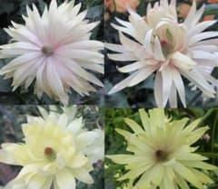 ラナンキュラスラックス「アポロン」 4号ポット新品種 - メルカリ