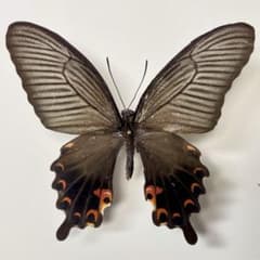 蝶標本 クロアゲハ♀1頭 赤紋発達 沖縄県産 - メルカリ