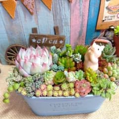ブタさん多肉のブヒっと寄せ**そのまま飾れる多肉植物の寄せ植え** 6