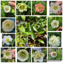 クリスマスローズ発芽苗 7.5㎝ポット抜き苗 - メルカリ