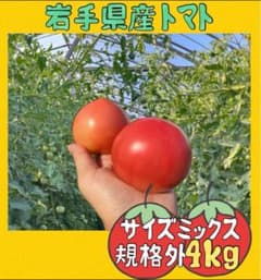 농가 직송! 번역 있음 오다마 토마토 린카 약 4kg