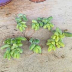 多肉植物❤ピクルスプランツ(雷童錦)❤5苗❤カット苗❤のサムネイル