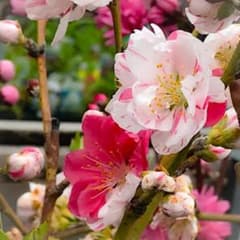 桃の花のサムネイル