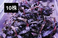 クダガン 10株 ブセファランドラ 水上葉 組織培養 水草セット - メルカリ