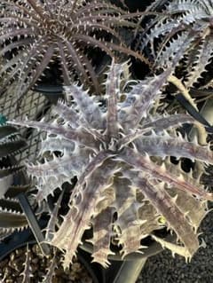 BONE PLANTS goehringii type Gのサムネイル
