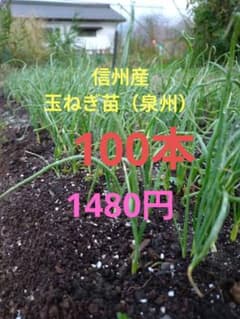 玉ねぎ苗のサムネイル