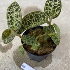 ジュエルオーキッド　宝石蘭　マコデス・ペトラ 群生Ｒのサムネイル