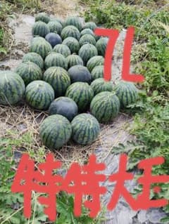 尾花沢すいか 山形県産 特大玉12.4キロのサムネイル