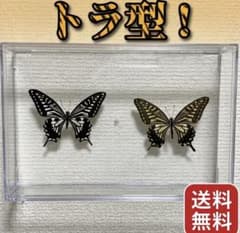 蝶 標本 2頭セット インテリア コレクション アゲハチョウ - メルカリ