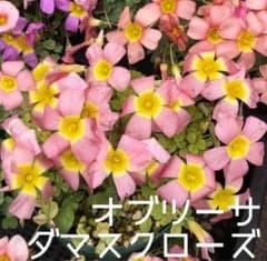 ☆レア☆オキザリス オブツーサ ダマスクローズ 球根 大6個 - メルカリ
