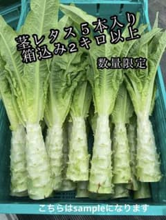 第二弾　茎レタス　2キロ以上　５本入り　月曜日発送のサムネイル