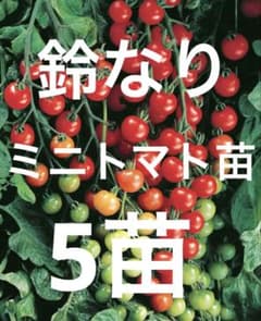 ☆ 린 나미미니 토마토 모종, 5 모종입니다 ☆