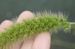 オオエノコロの種 100粒のサムネイル