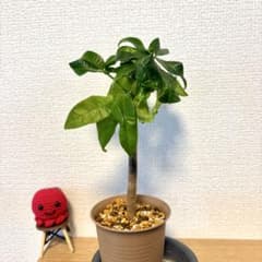 【パキラ実生苗36】「発財樹」縁起良し！金運アップの観葉植物のサムネイル